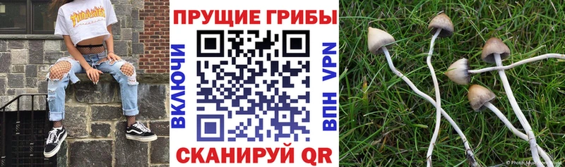 Галлюциногенные грибы Psilocybe  Купить закладки  Новоузенск 